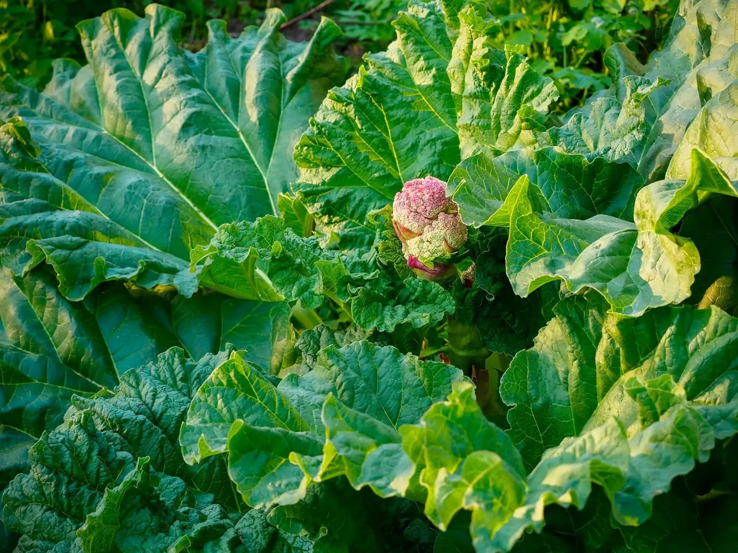 Rhabarber-Pflanze 'Victoria' von Stauden Gänge, Staude mit großen grünen Blättern und rotem Stiel, im Garten.