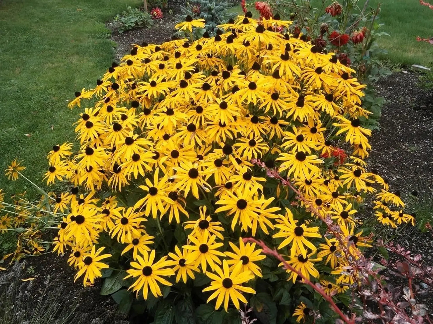 Gelbe Rudbeckia fulgida 'Goldsturm' Sonnenhut Staude mit leuchtenden Blüten, natürliche Gartendekoration, Stauden Gänge.