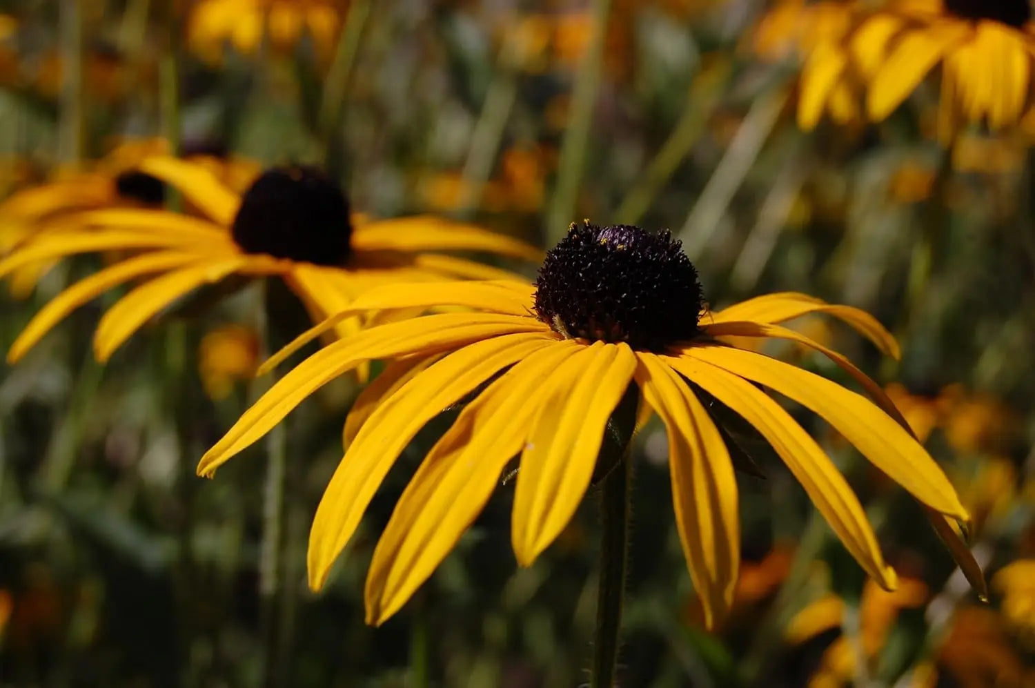 Gelbe Rudbeckia fulgida 'Goldsturm' Staude mit leuchtenden Blüten, wächst auf einem Gartenbeet, sonnige Lage, von Stauden Gänge.