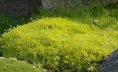 Gelbe Staude Sagina subulata 'Aurea' Gold Sternmoos, wächst als Bodendecker mit kleinen, goldgelben Blättern.