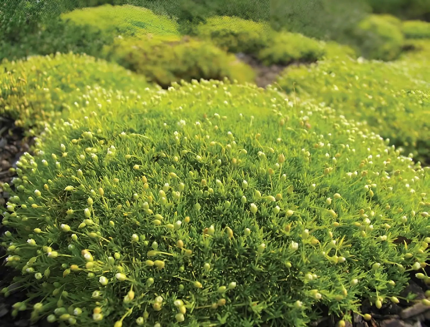 Goldenes Sternmoos Sagina subulata 'Aurea' als Staude, grüne Blätter mit goldener Färbung, wächst niedrig und dicht.