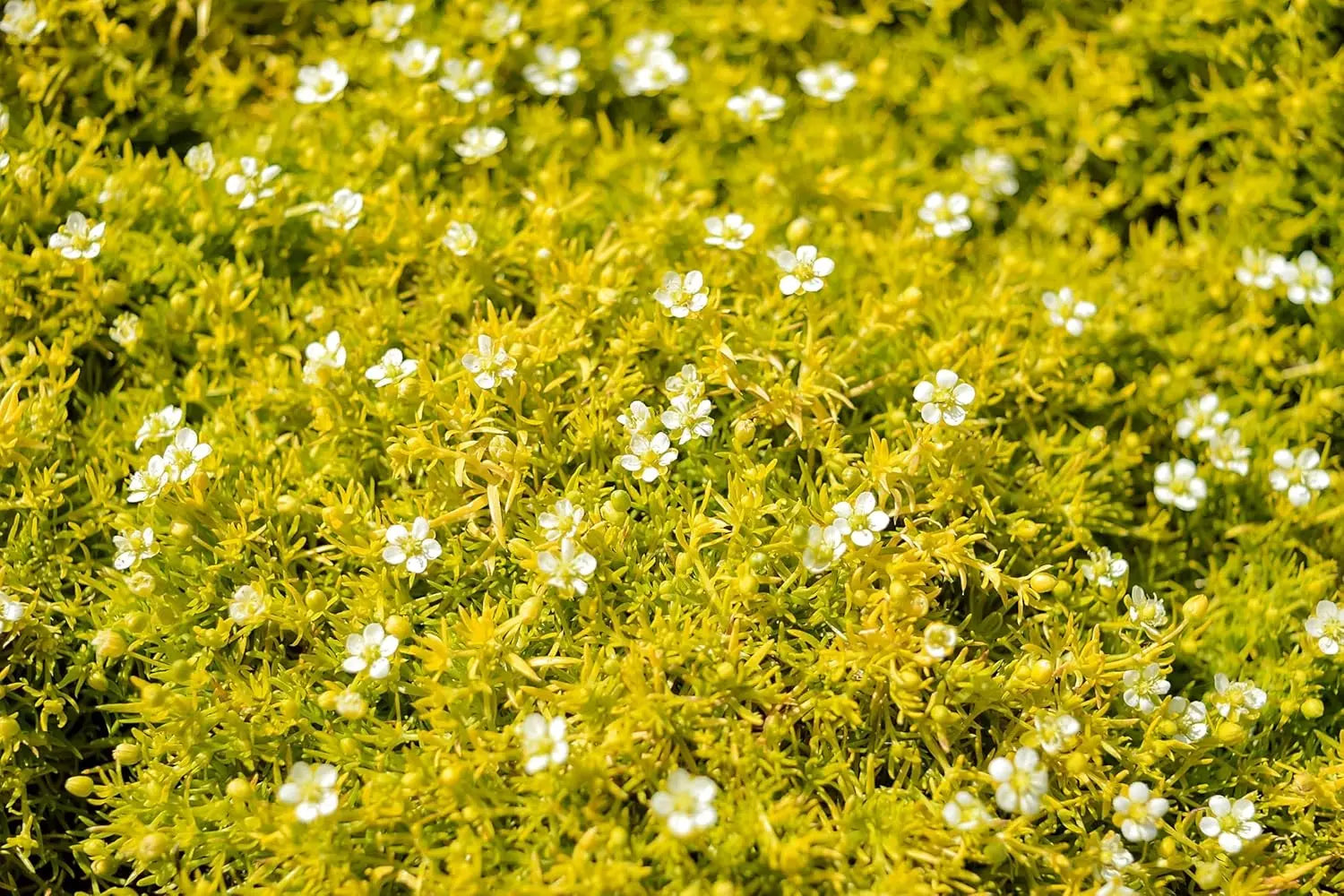 Goldenes Sternmoos Sagina subulata 'Aurea' Staude, grüne und gelbe Blätter, wächst bodenbedeckend, in Gartenbeet gepflanzt