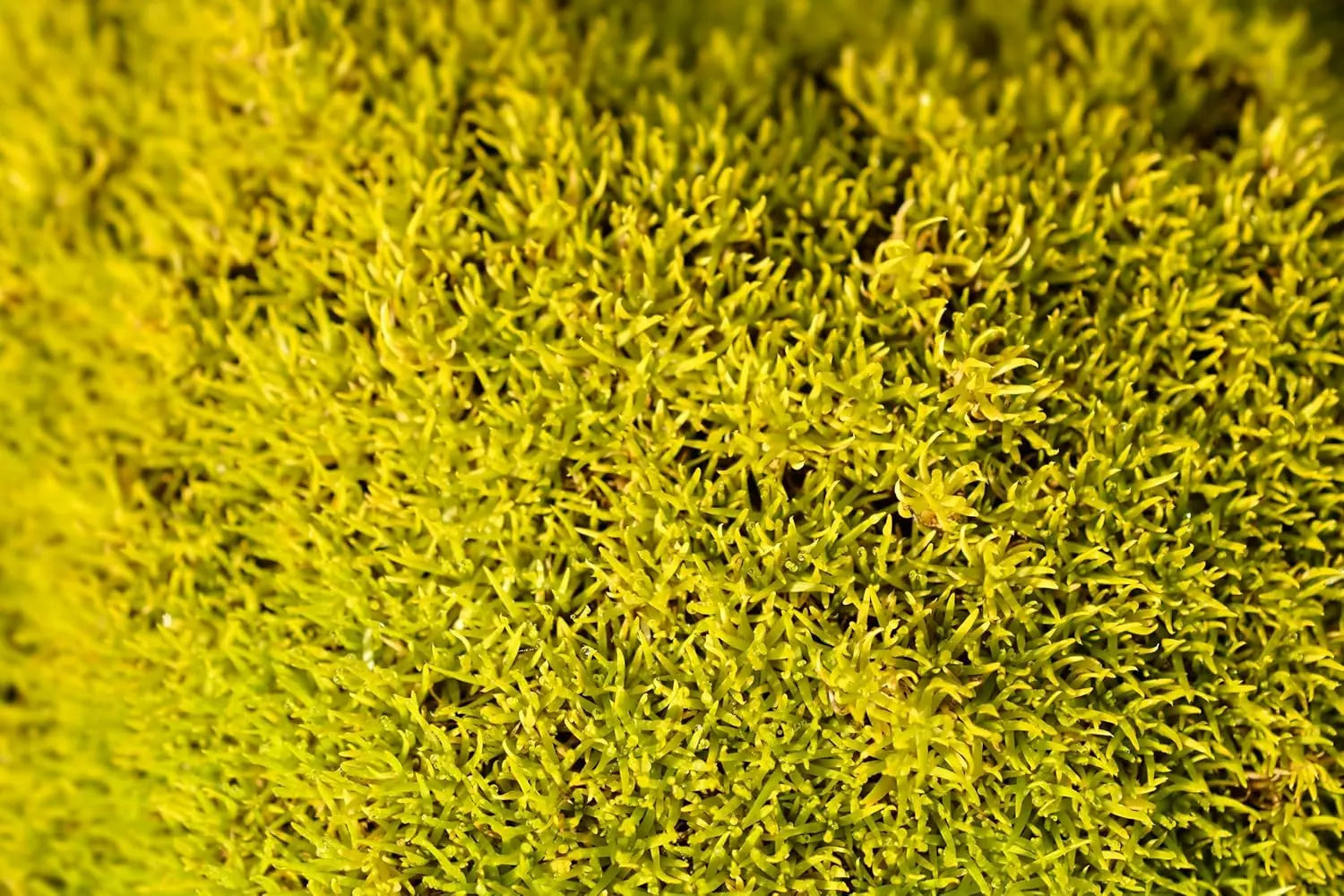 Goldenes Sternmoos, Sagina subulata 'Aurea', wächst als grüne Staude mit gelben Blättern, ideal für Steingärten und Bodendecker.