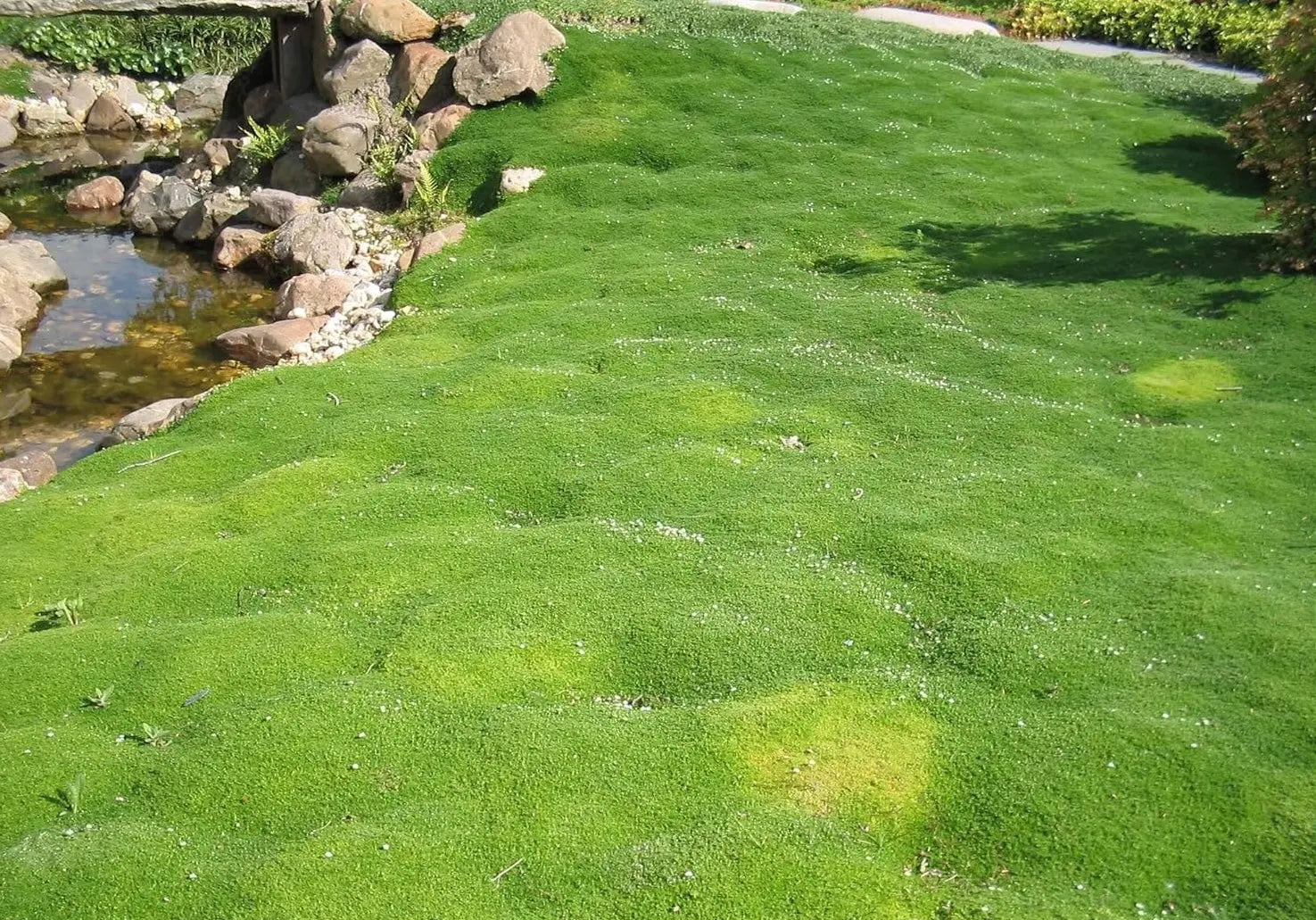 Sagina subulata Sternmoos als grüne Bodendecke, typische Staude von Stauden Gänge, wächst niedrig und dicht.