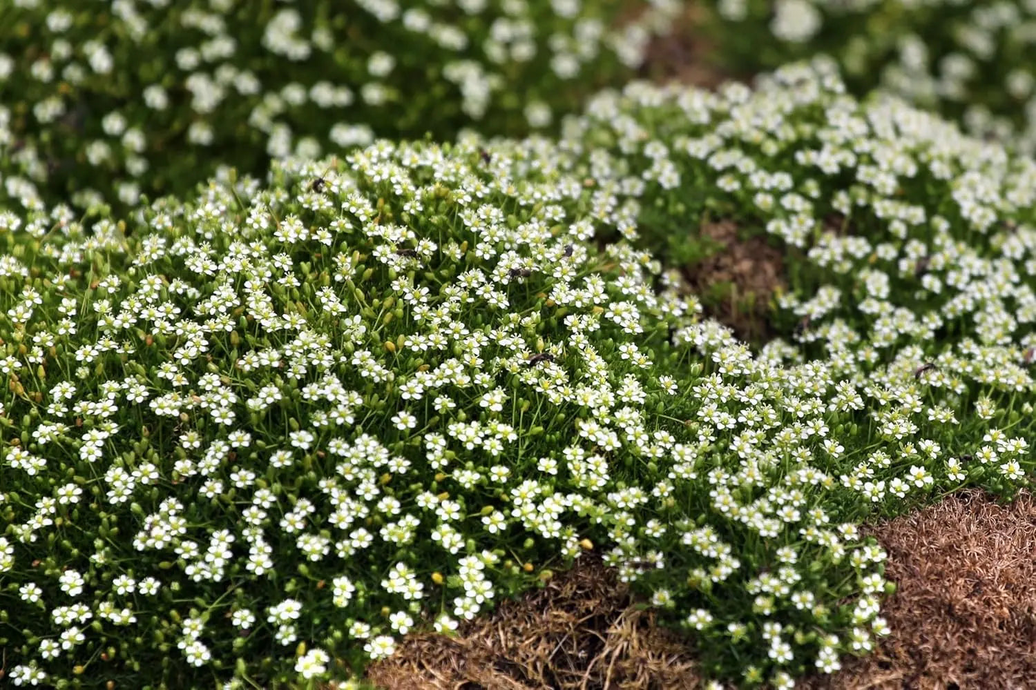 Sagina subulata, Sternmoos, wächst als grüne Staude, mit kleinen Blättern, ideal für Bodendecker, von Stauden Gänge.