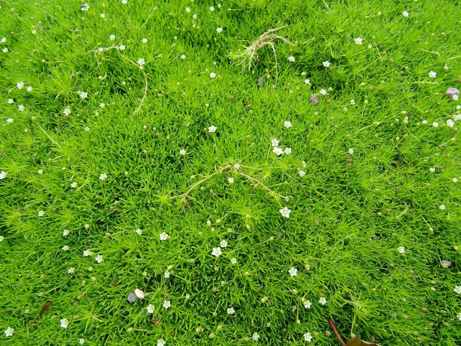 Sagina subulata, Sternmoos, als grüne Staude, wächst dicht und niedrig, ideal für Steingärten, von Stauden Gänge.