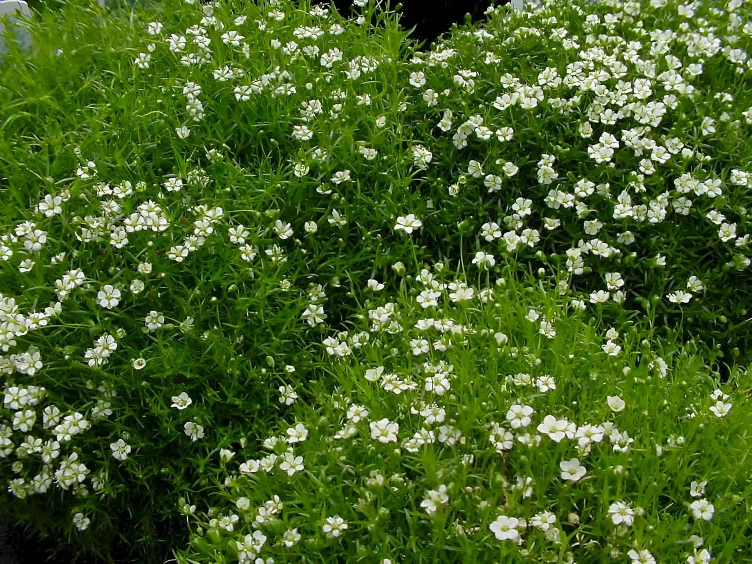 Sagina subulata Sternmoos, grüne Staude mit feinen, dichten Nadeln, wächst kriechend im Garten, von Stauden Gänge.