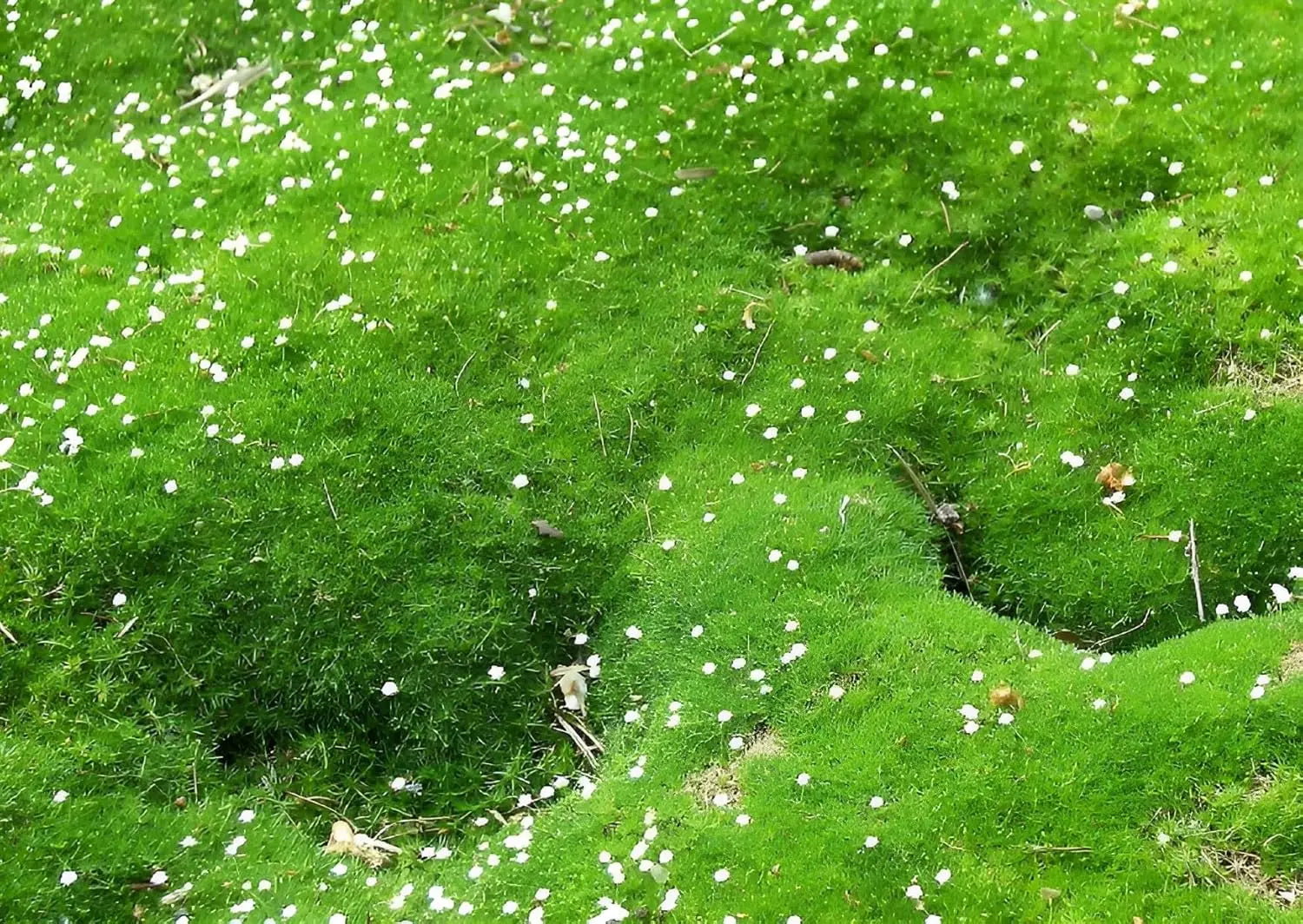Sagina subulata Sternmoos, grüne Staude mit dichten, feinen Blättern, wächst als Bodendecker in Garten.