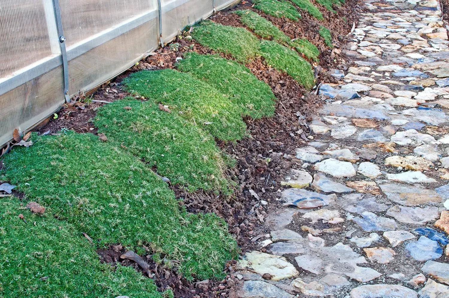 Sagina subulata Sternmoos, grüne Staude, dicht wachsend mit kleinen Blättern, ideal für Bodendecker im Garten