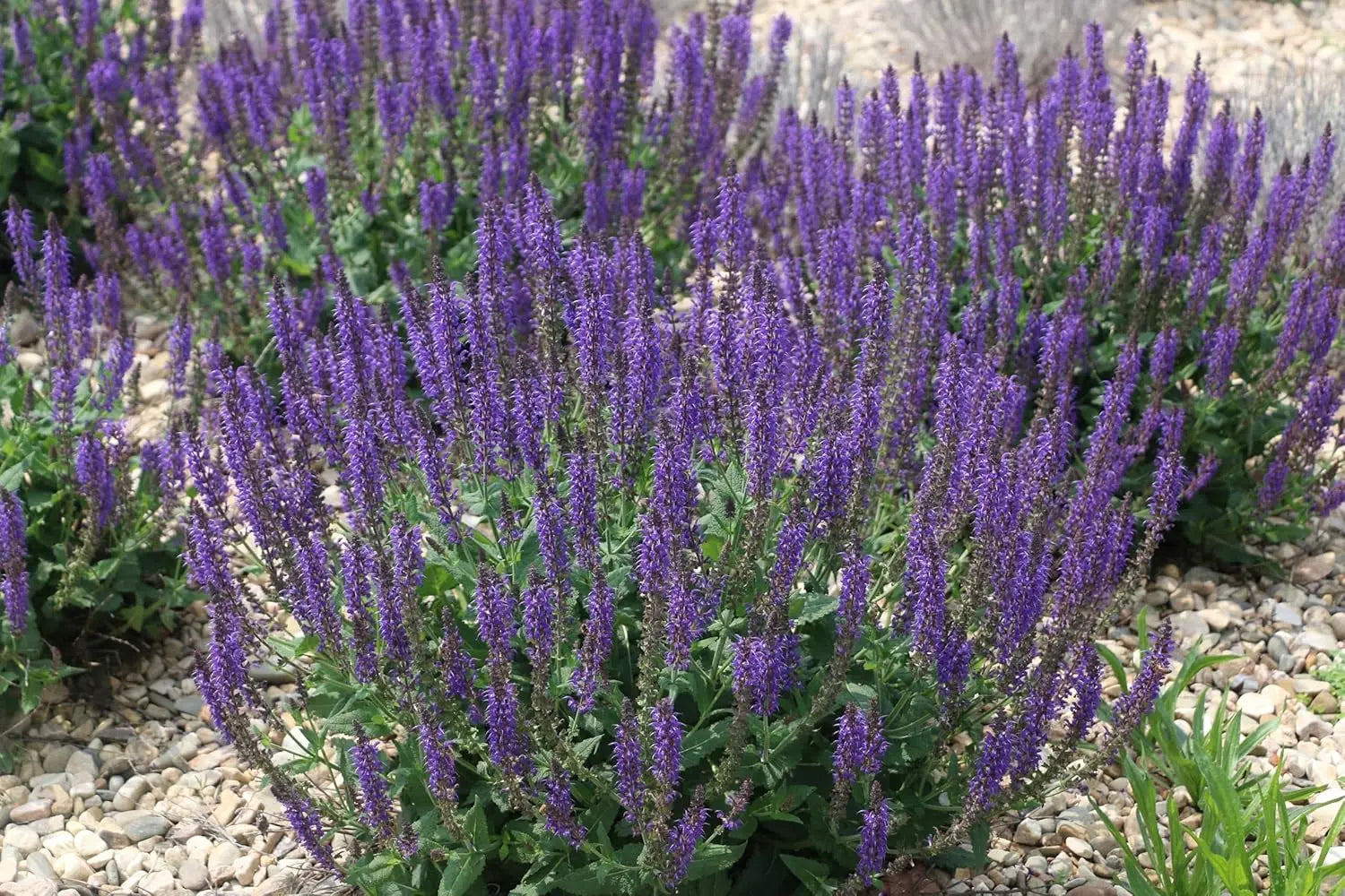 Blauer Steppensalbei Salvia nemorosa 'Ostfriesland' Staude, grüne Blätter und blauer Blütenstand, Stauden Gänge.