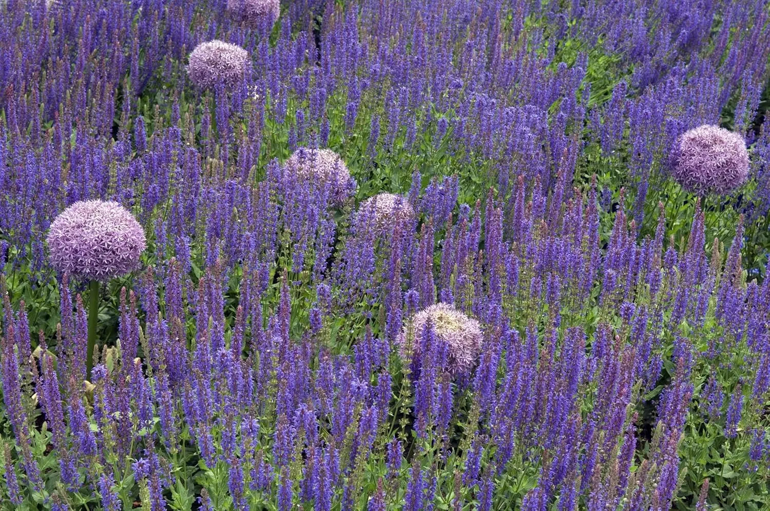 Blauer Steppensalbei Salvia nemorosa 'Ostfriesland' Staude mit blauen Blüten, Pflanzen im Garten, Stauden Gänge