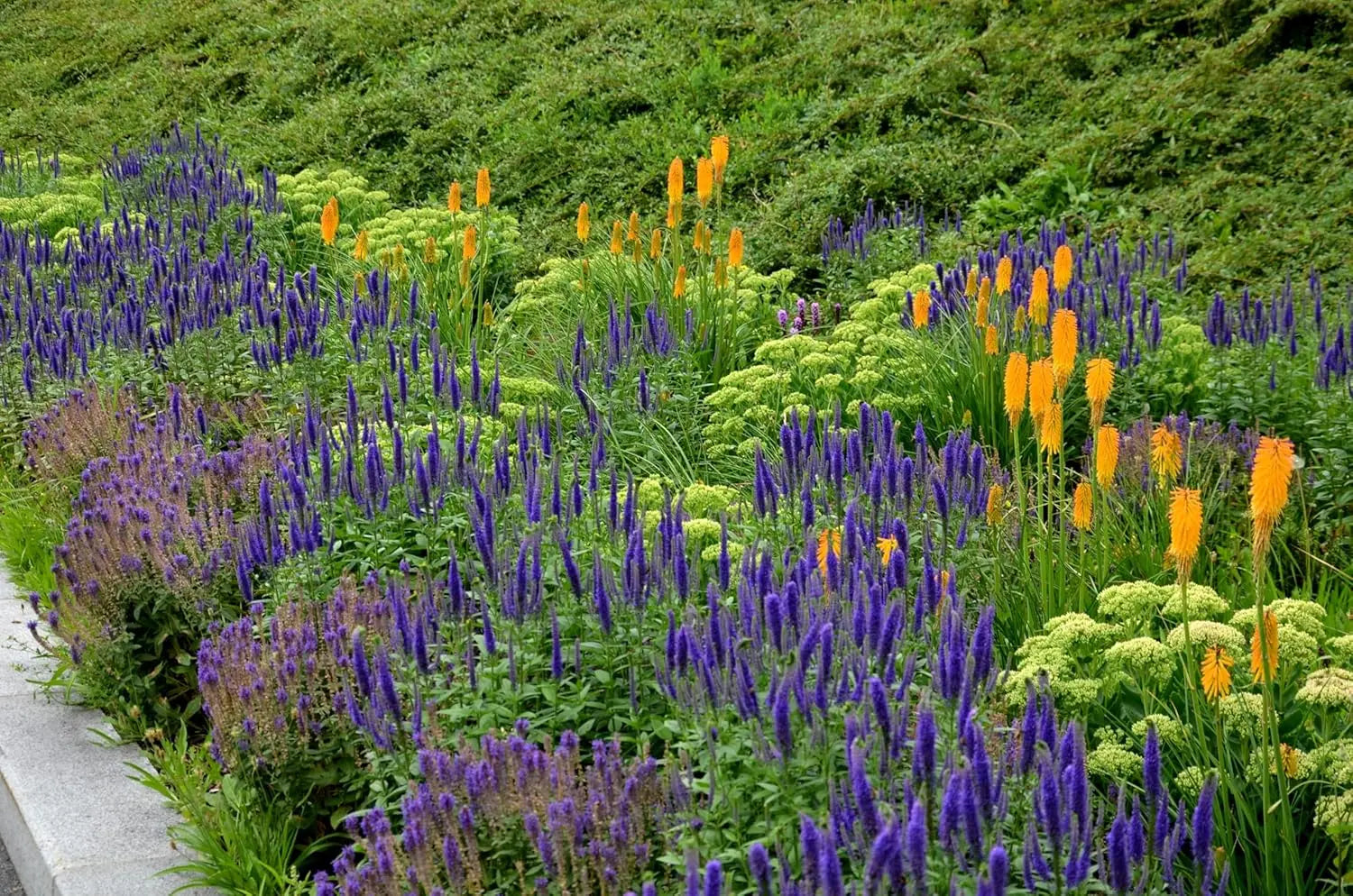 Blaue Staude Salvia nemorosa 'Ostfriesland' von Stauden Gänge, blühende Staude mit blauen Blüten im Garten