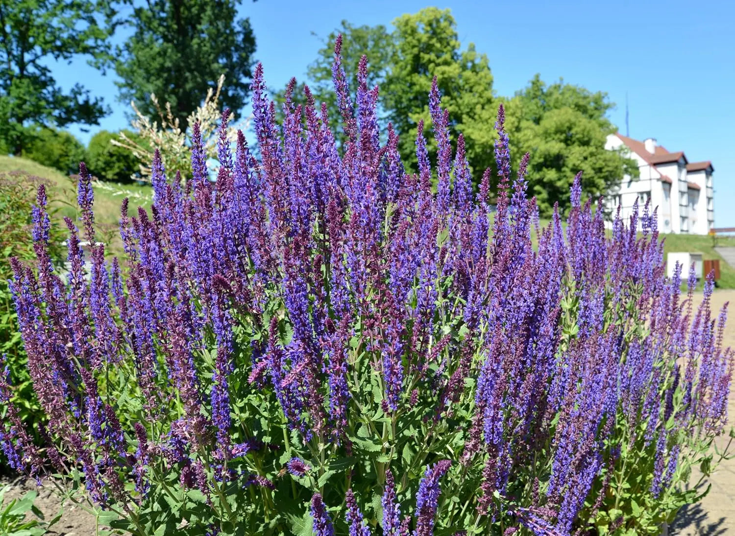 Blauer Steppensalbei Salvia nemorosa 'Ostfriesland' als Staude mit blauen Blüten, von Stauden Gänge.