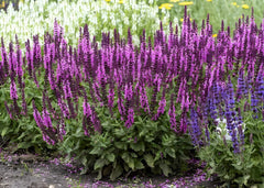 Pinkfarbene Staude Salvia nemorosa 'Sensation Pink®' von Stauden Gänge, blühende Staude mit rosa Blüten, ideal für Steppengärten.