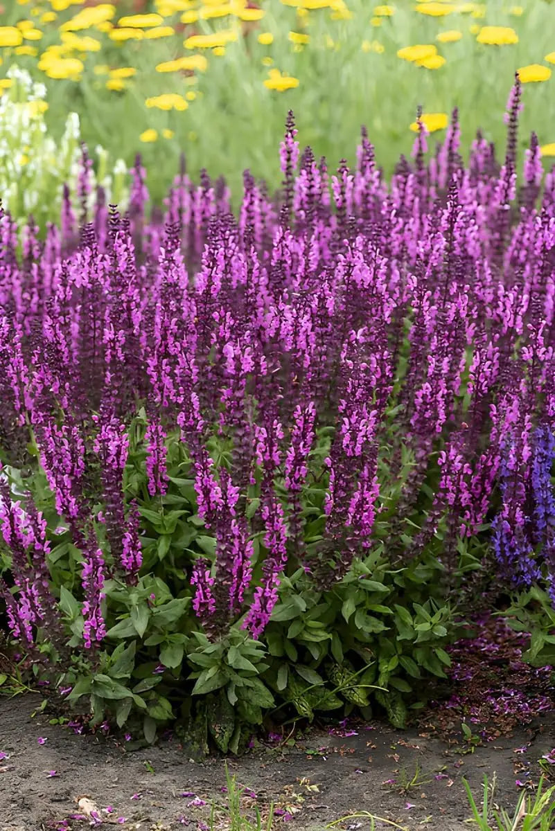 Pinkfarbene Staude Salvia nemorosa 'Sensation Pink®' von Stauden Gänge, mit leuchtenden Blüten und grünen Blättern.