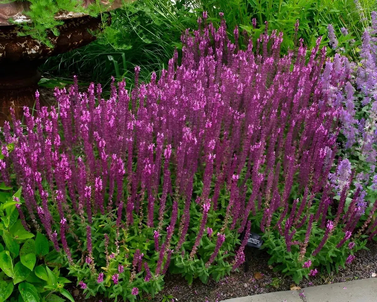 Pinke Staude Salvia nemorosa 'Sensation Pink®' von Stauden Gänge, blühende Staude mit rosa Blüten in einem Garten.