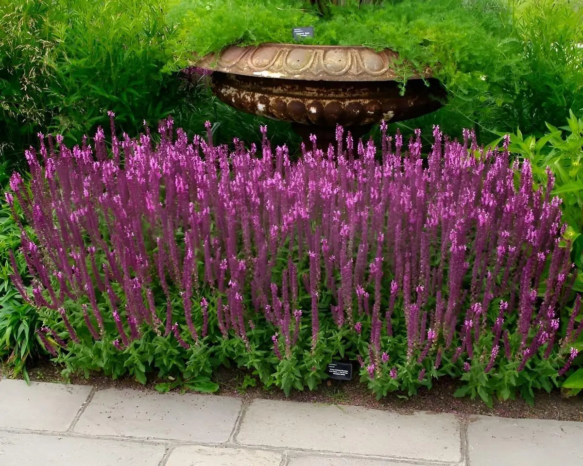 Bunte Salvia nemorosa 'Sensation Pink®' Staude mit pinken Blüten, Pflanze von Stauden Gänge auf Gartenerde.