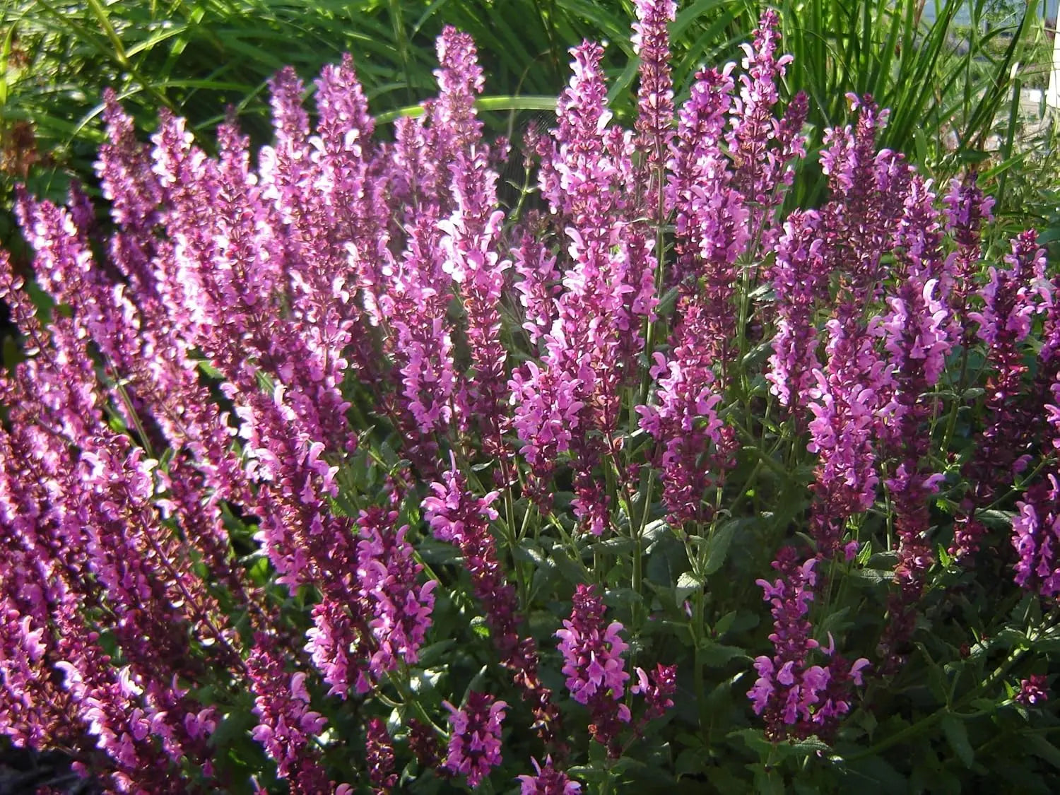 Pinker Steppensalbei Salvia nemorosa 'Sensation Pink®' Staude, blühende rosa Pflanze in Garten, Stauden Gänge