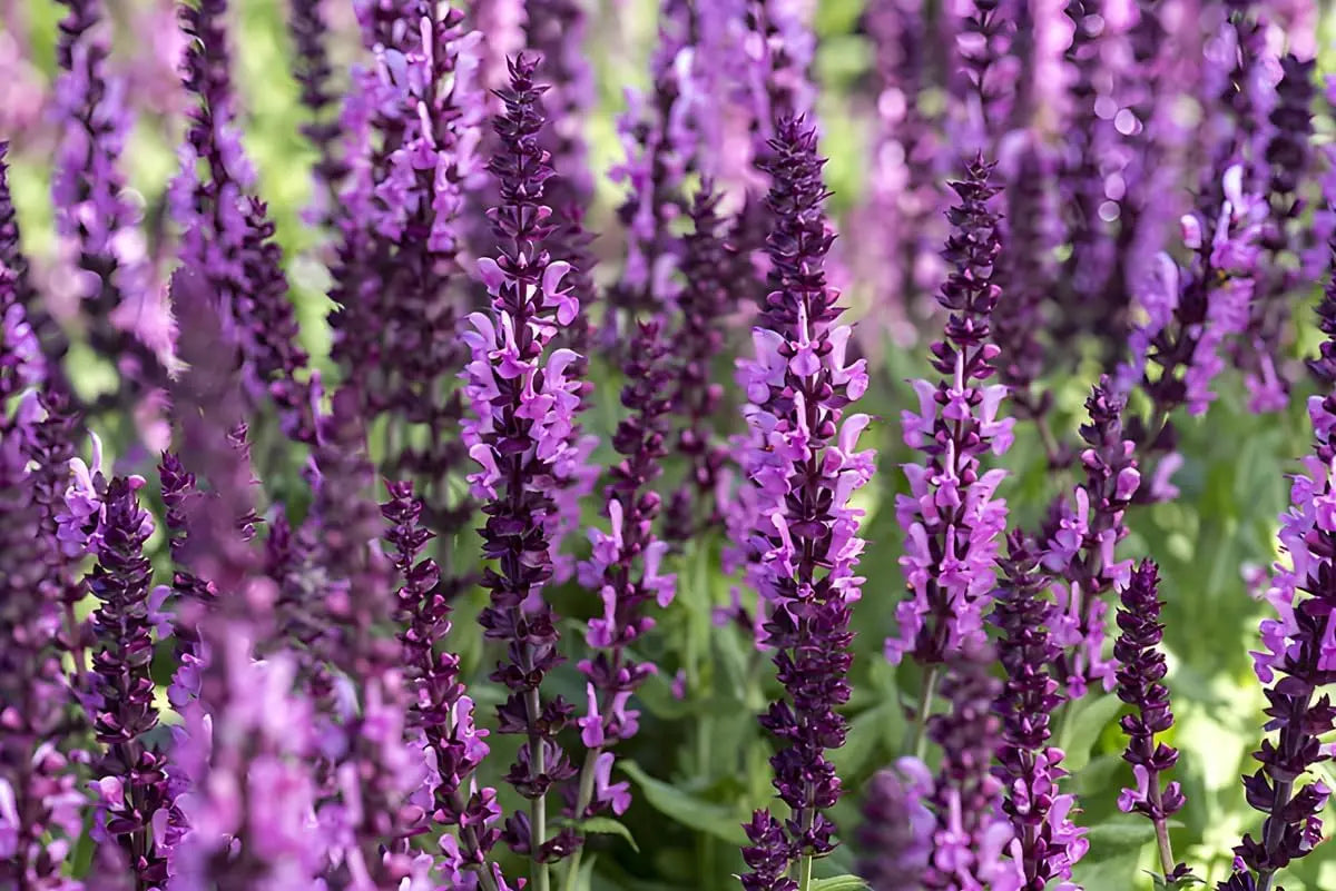 Pinkfarbene Staude Salvia nemorosa 'Sensation Pink®' von Stauden Gänge, blühende Staude mit rosa Blüten in einem Gartenbild