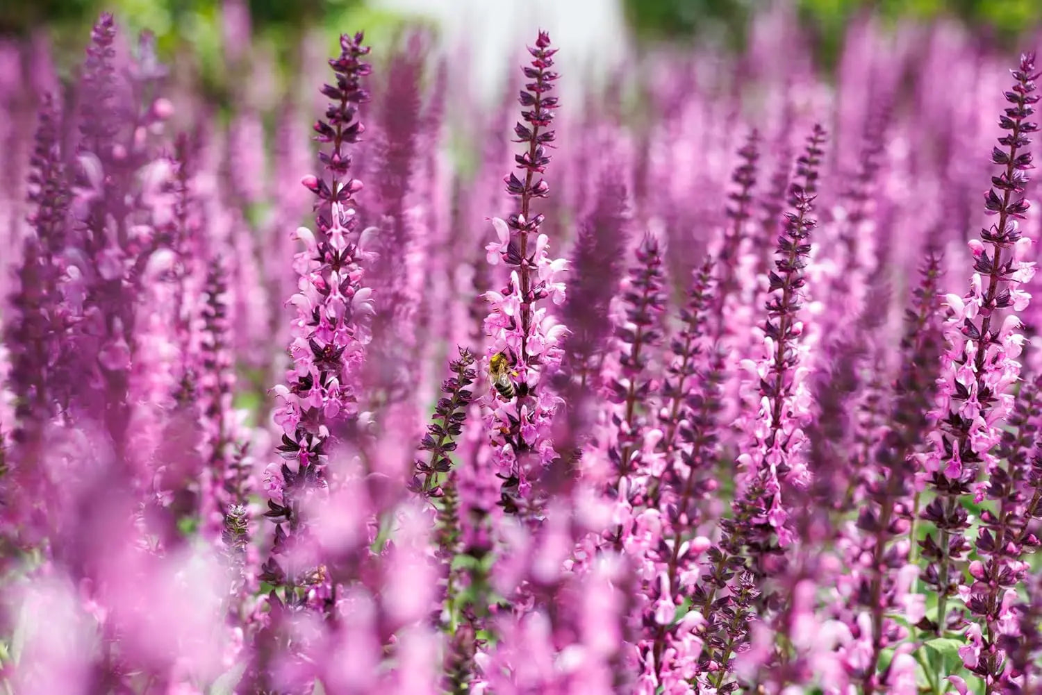 Pinker Stauden-Salbei Salvia nemorosa 'Sensation Pink®' von Stauden Gänge, blühende Staude mit rosa Blüten in Gartenaufnahme