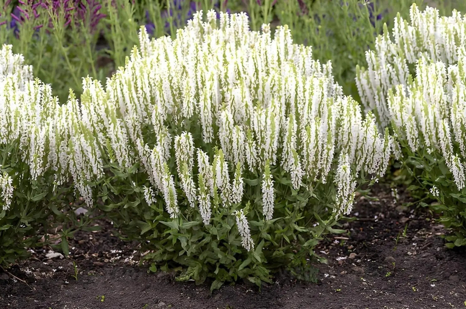 Weiße Staude Salvia nemorosa 'Sensation White®' von Stauden Gänge, blühende Steppensalbei-Pflanze in Garten.