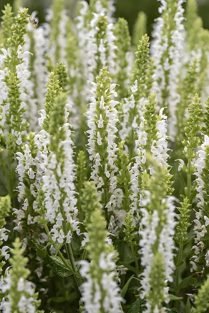 Weiße Staude Salvia nemorosa 'Sensation White®' von Stauden Gänge, blühende Staude mit weißen Blüten, ideal für den Garten.