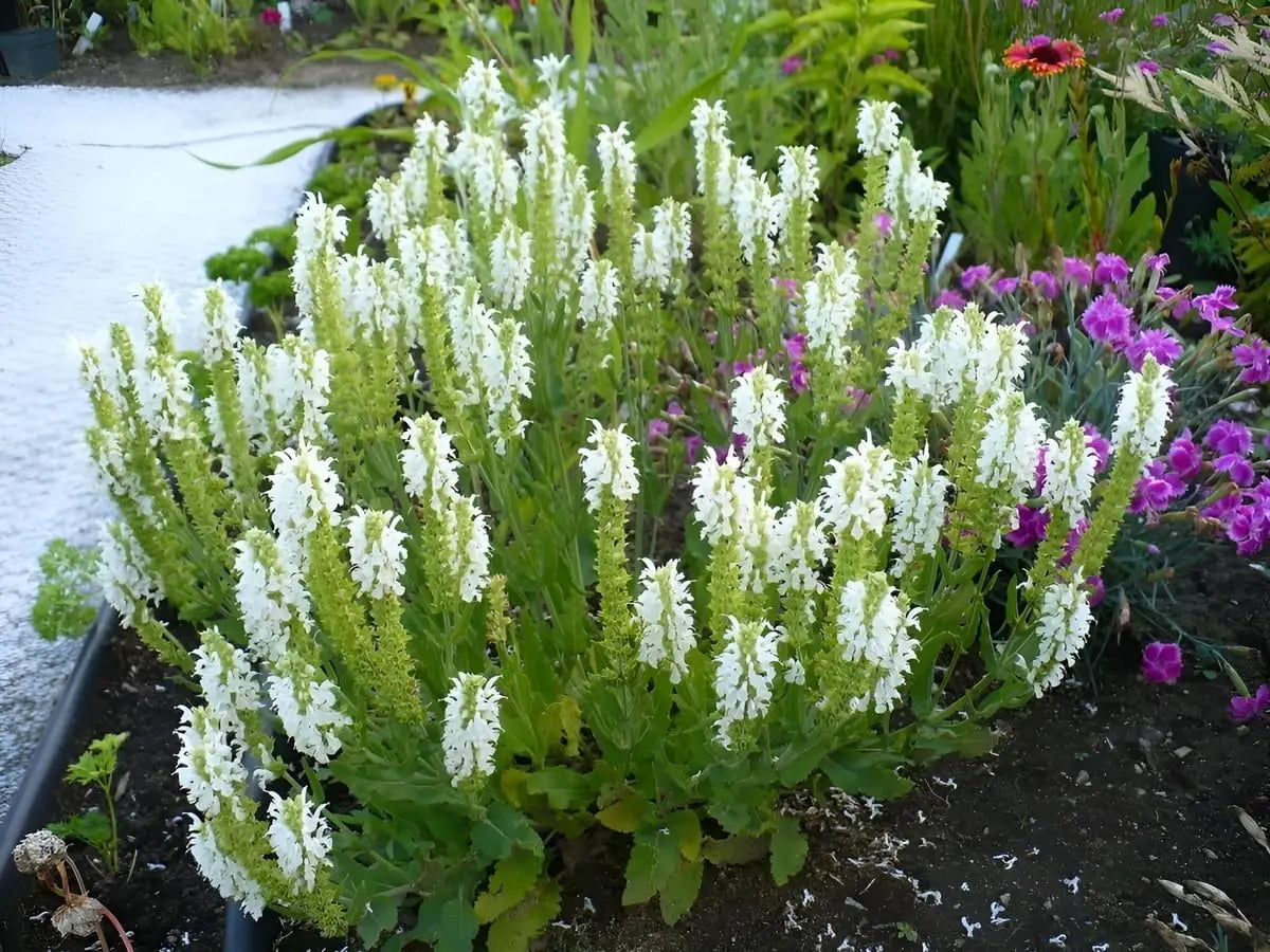 Weiße Staude Salvia nemorosa 'Sensation White®' von Stauden Gänge, blühende Staude mit weißen Blüten, ideal für den Garten.