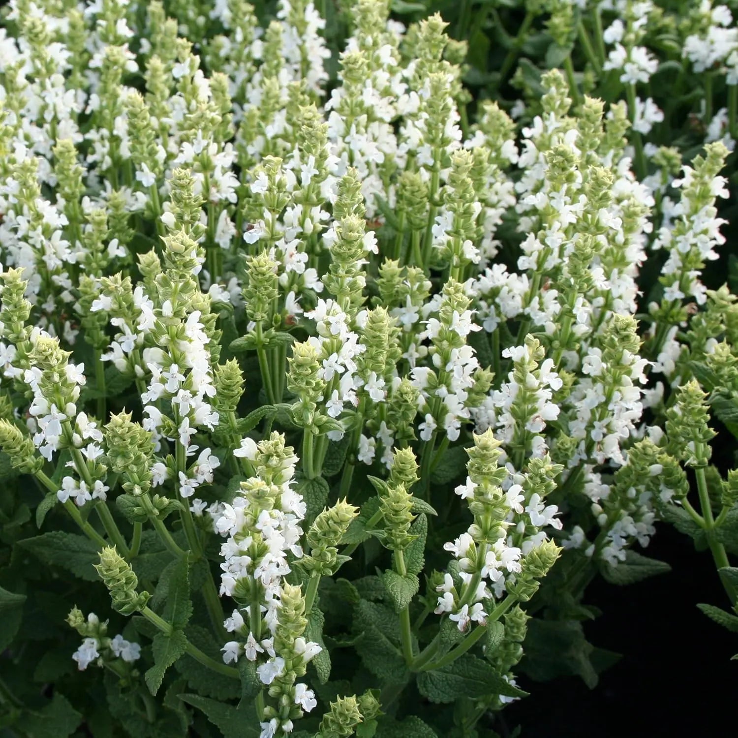 Weiße Staude Salvia nemorosa 'Sensation White®' von Stauden Gänge, blühende Staude mit weißen Blüten, ideal für Garten und Beet