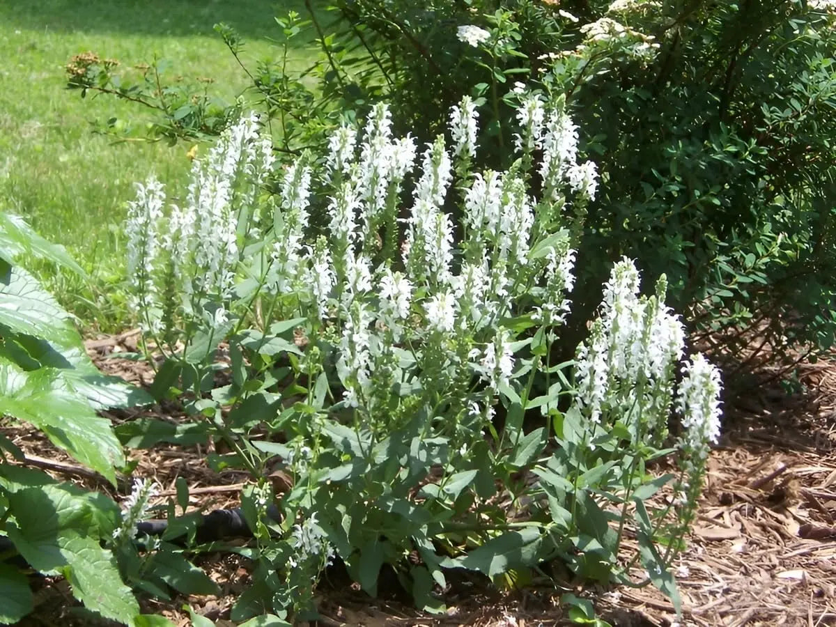 Weißer Steppensalbei Staude Salvia nemorosa 'Sensation White®' von Stauden Gänge, blühende Pflanze mit weißen Blüten.