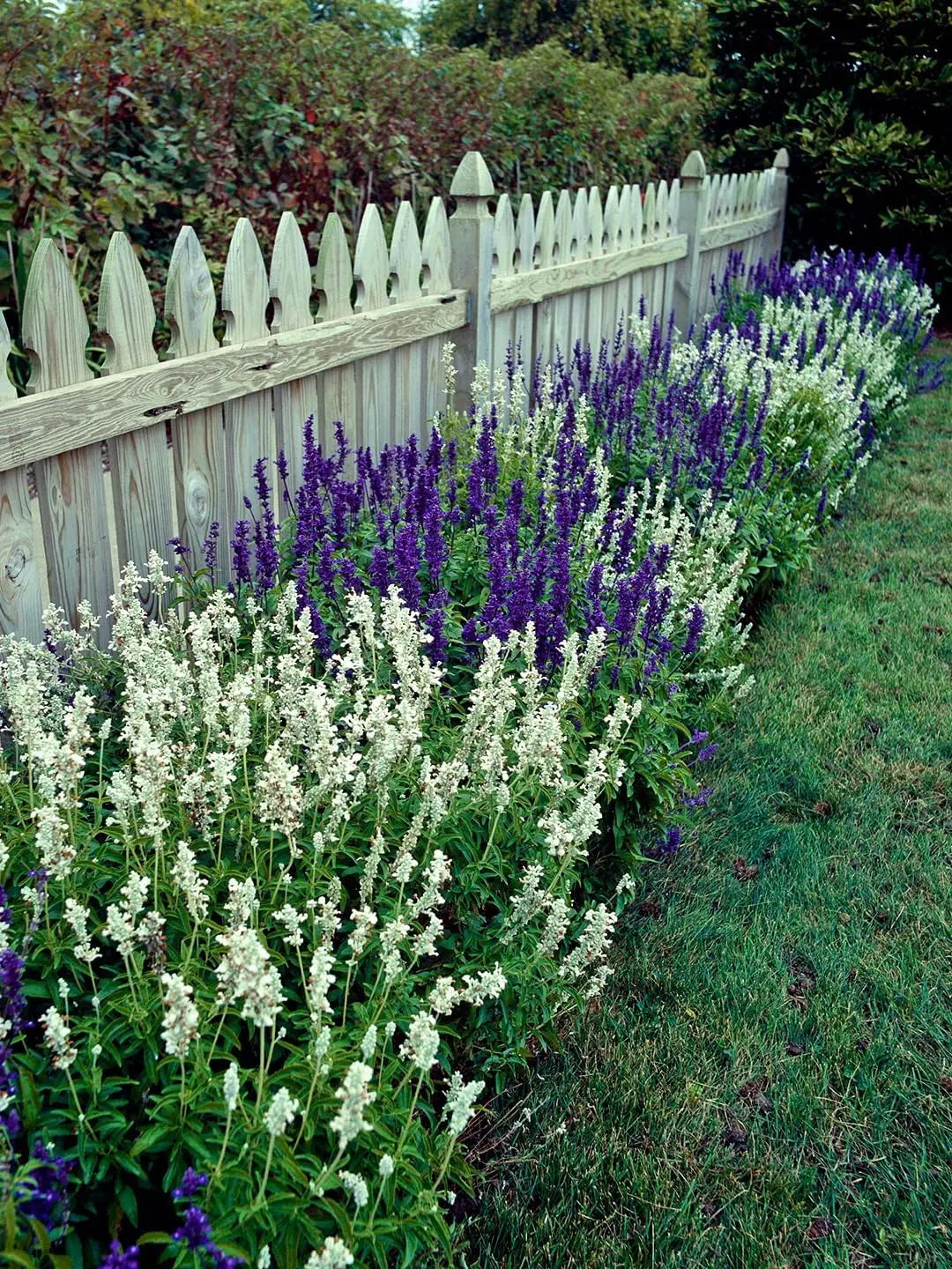Weiße Staude Salvia nemorosa 'Sensation White®' von Stauden Gänge, blühende Staude mit weißen Blüten im Garten.