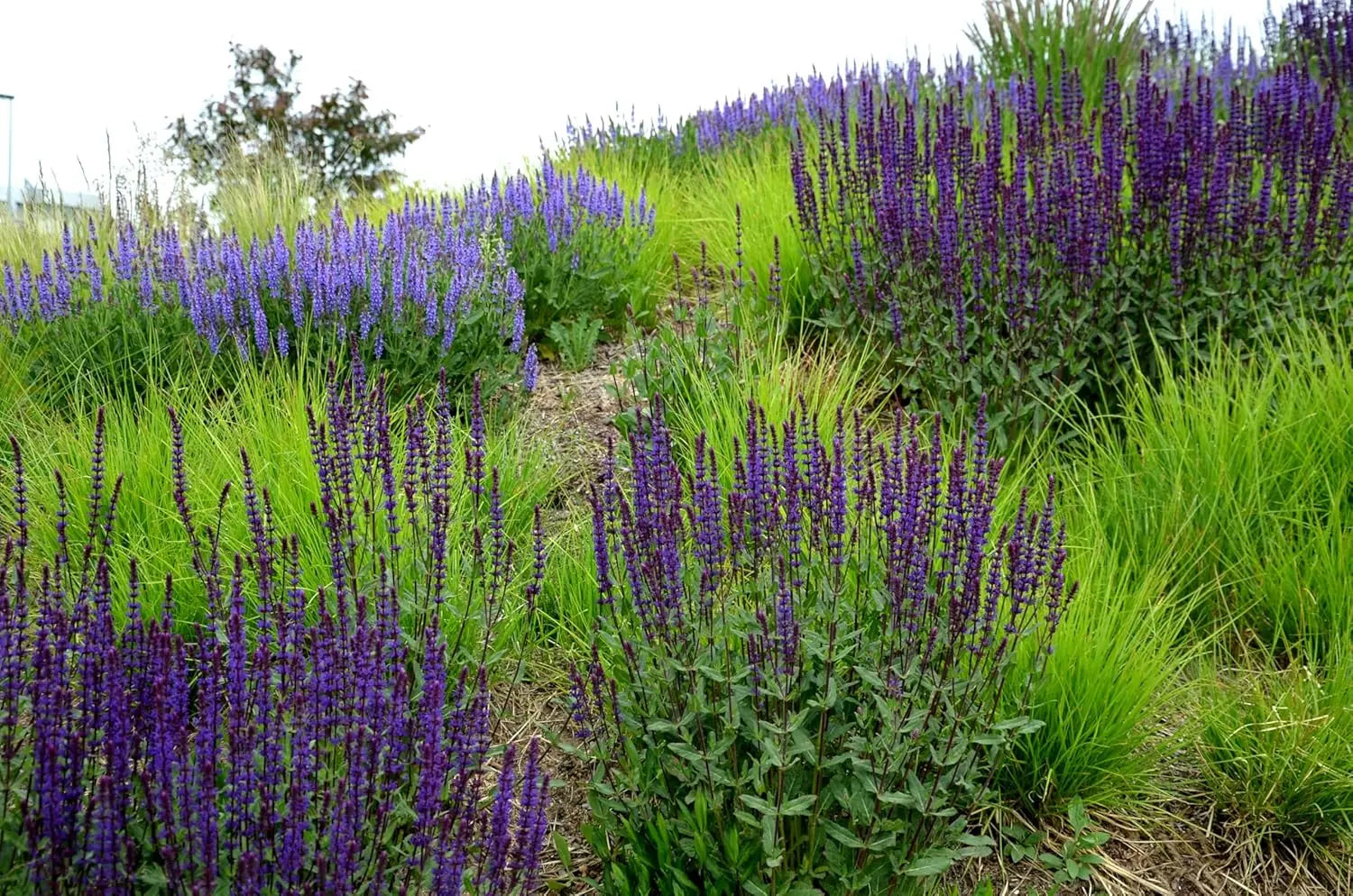 Blaue Salvia sylvestris 'Mainacht' Staude von Stauden Gänge mit violetten Blüten und grünem Laub, perfekt für Staudenbeete.