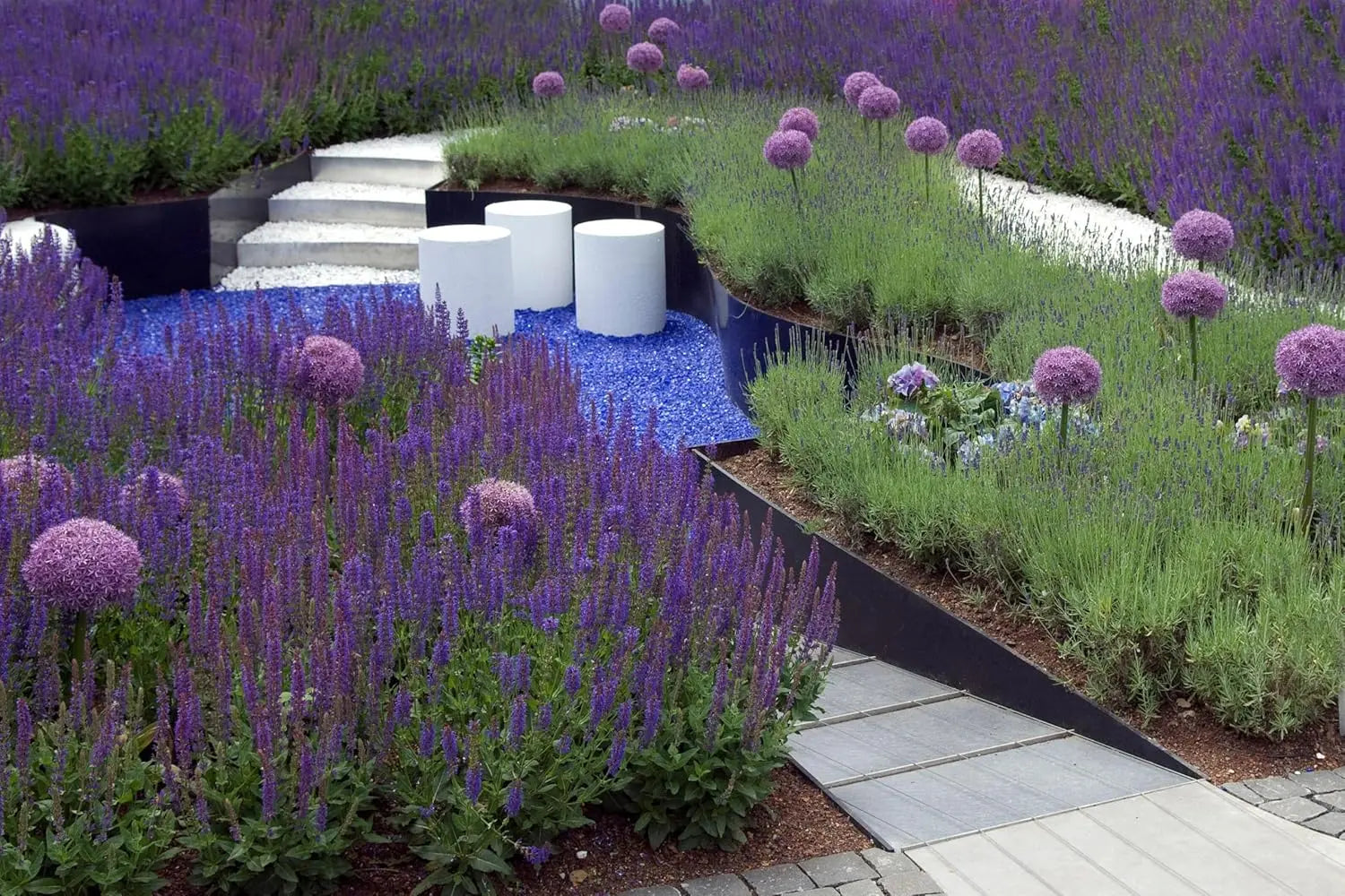 Blaue Salvia sylvestris 'Mainacht' Staude, blühende Pflanze mit langen Stängeln und leuchtenden Blüten, im Garten.