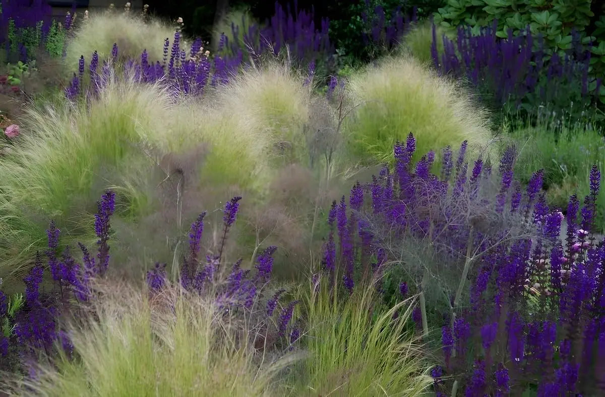 Blaue Salvia sylvestris 'Mainacht', Staude mit violetten Blüten und grünem Laub, von Stauden Gänge.