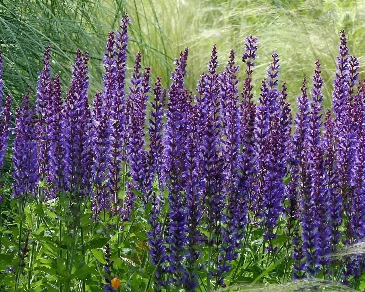 Blaue Salvia sylvestris 'Mainacht' Staude von Stauden Gänge, mit zarten Blüten und grünem Laub.