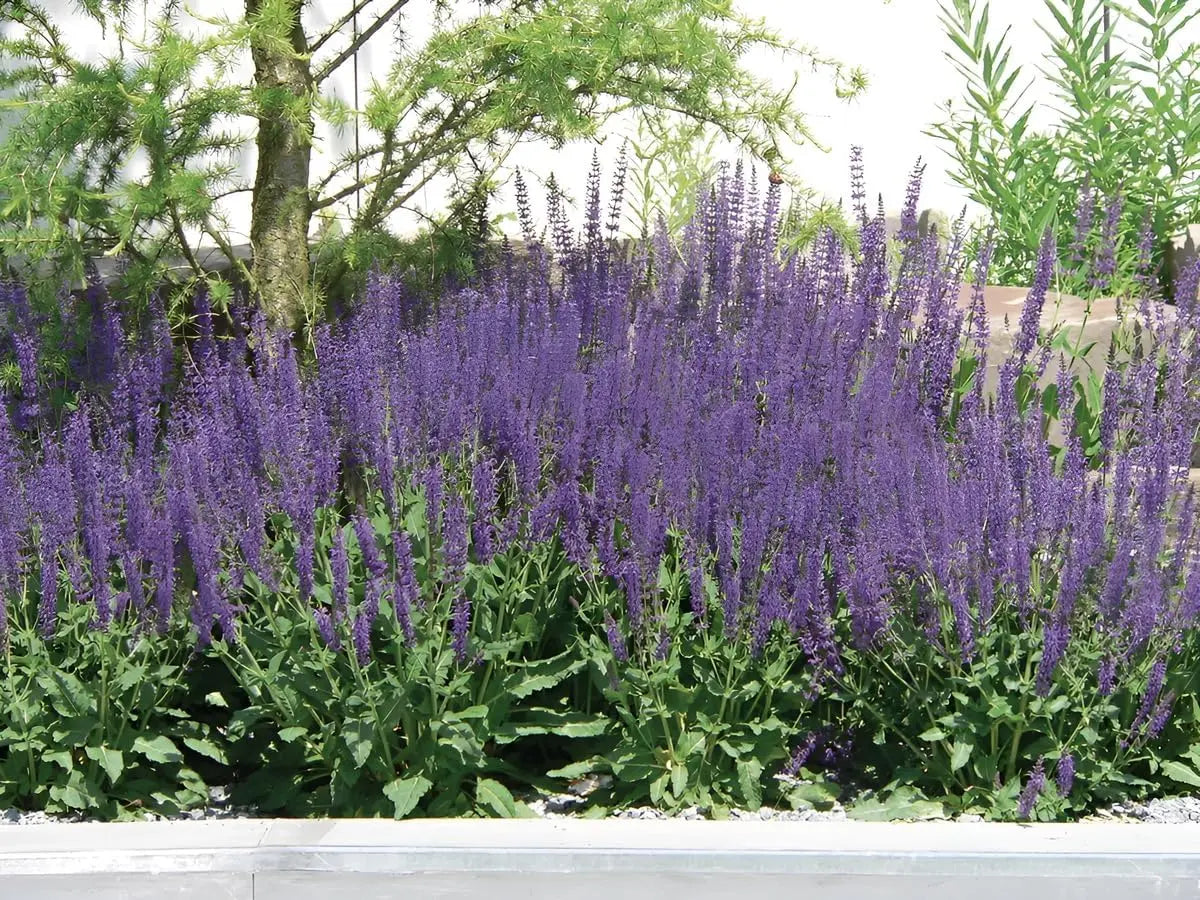Blaue Salvia sylvestris 'Mainacht' Staude von Stauden Gänge mit blauen Blüten und grünem Laub, ideal für Staudenbeete.