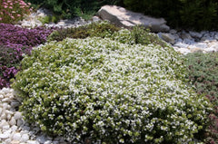 Weißer Polsterthymian (Thymus praecox 'Albiflorus') Staude mit kleinen weißen Blüten, wächst als kompakte Bodendecke.