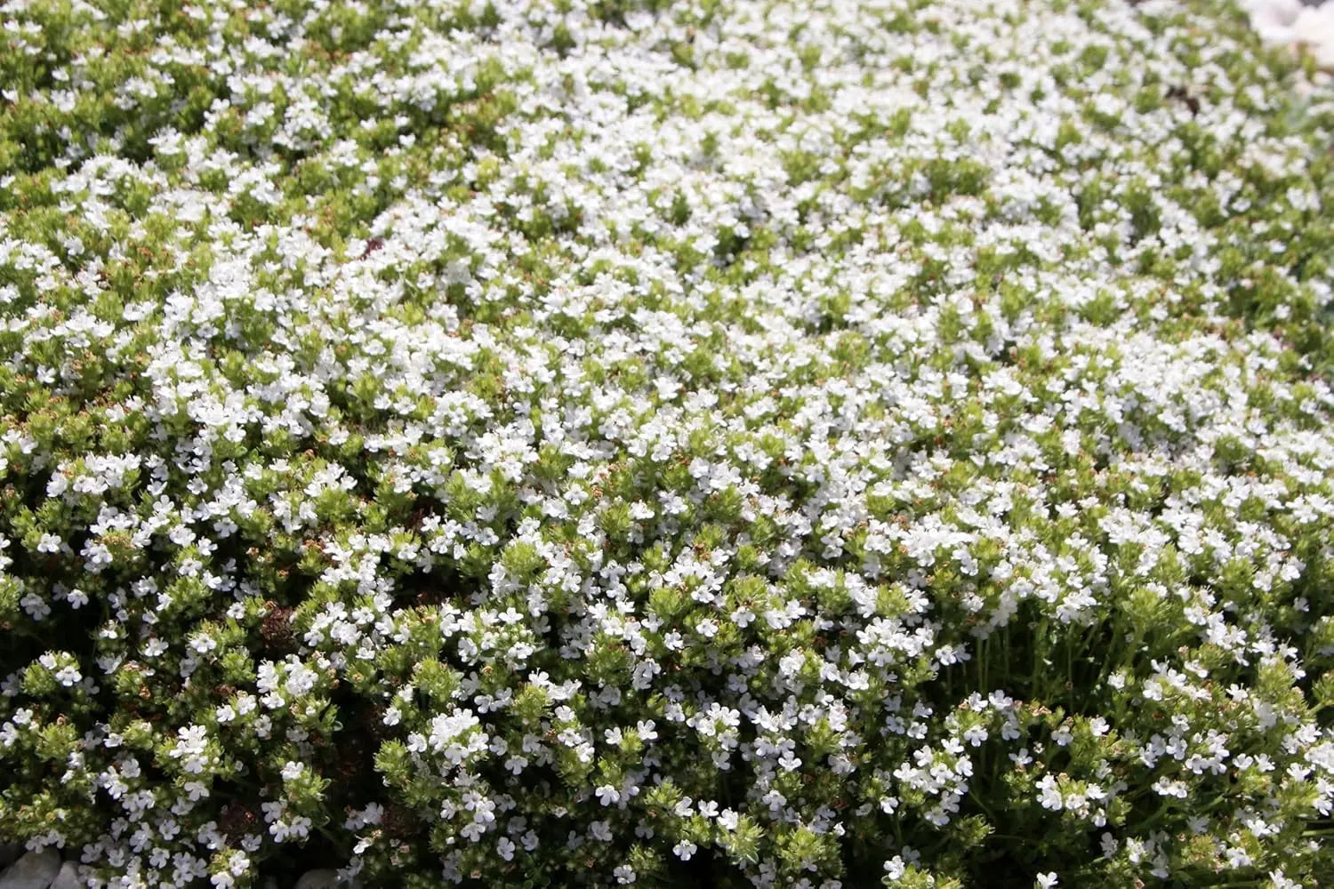 Weiße Polsterthymian Staude Thymus praecox 'Albiflorus' von Stauden Gänge, mit dichten weißen Blüten und grünen Polstern.
