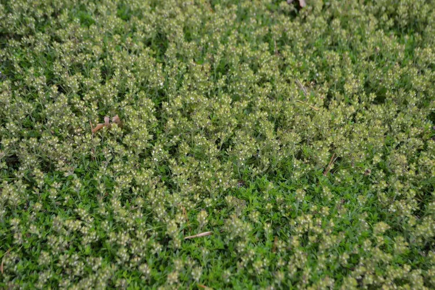 Weiße Blüten und grüne Polster bei Thymus praecox 'Albiflorus', Staude von Stauden Gänge mit schnittigem Wuchs