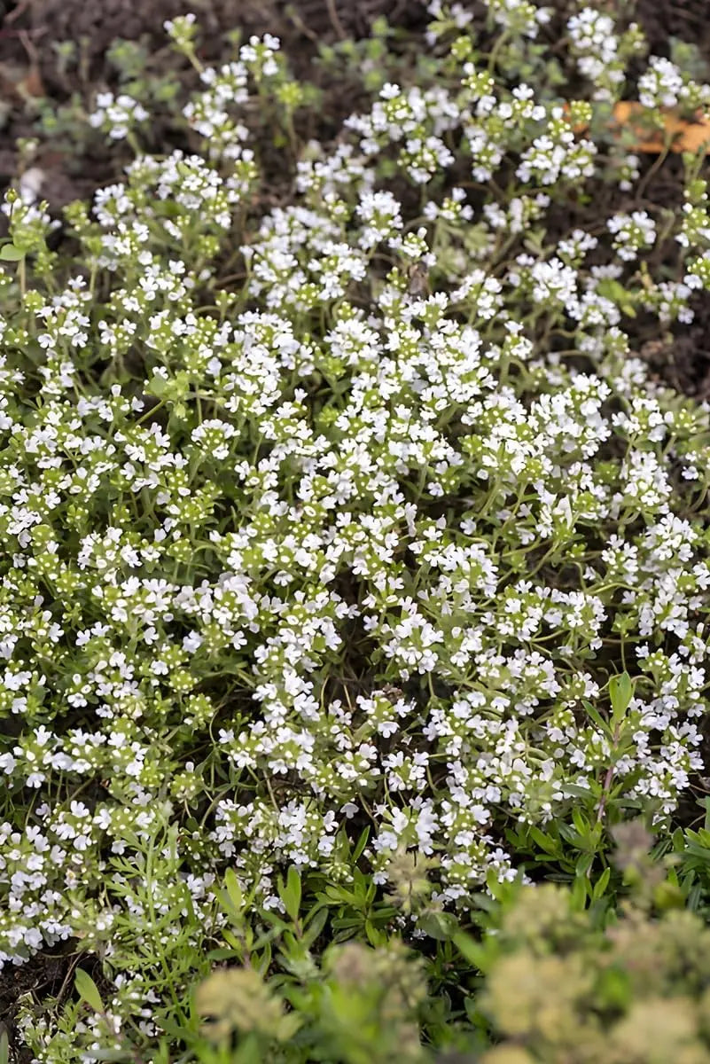 Weißer Polsterthymian (Thymus praecox 'Albiflorus') Staude, wächst als niedrige, dichte Bodendecke mit weißen Blüten.