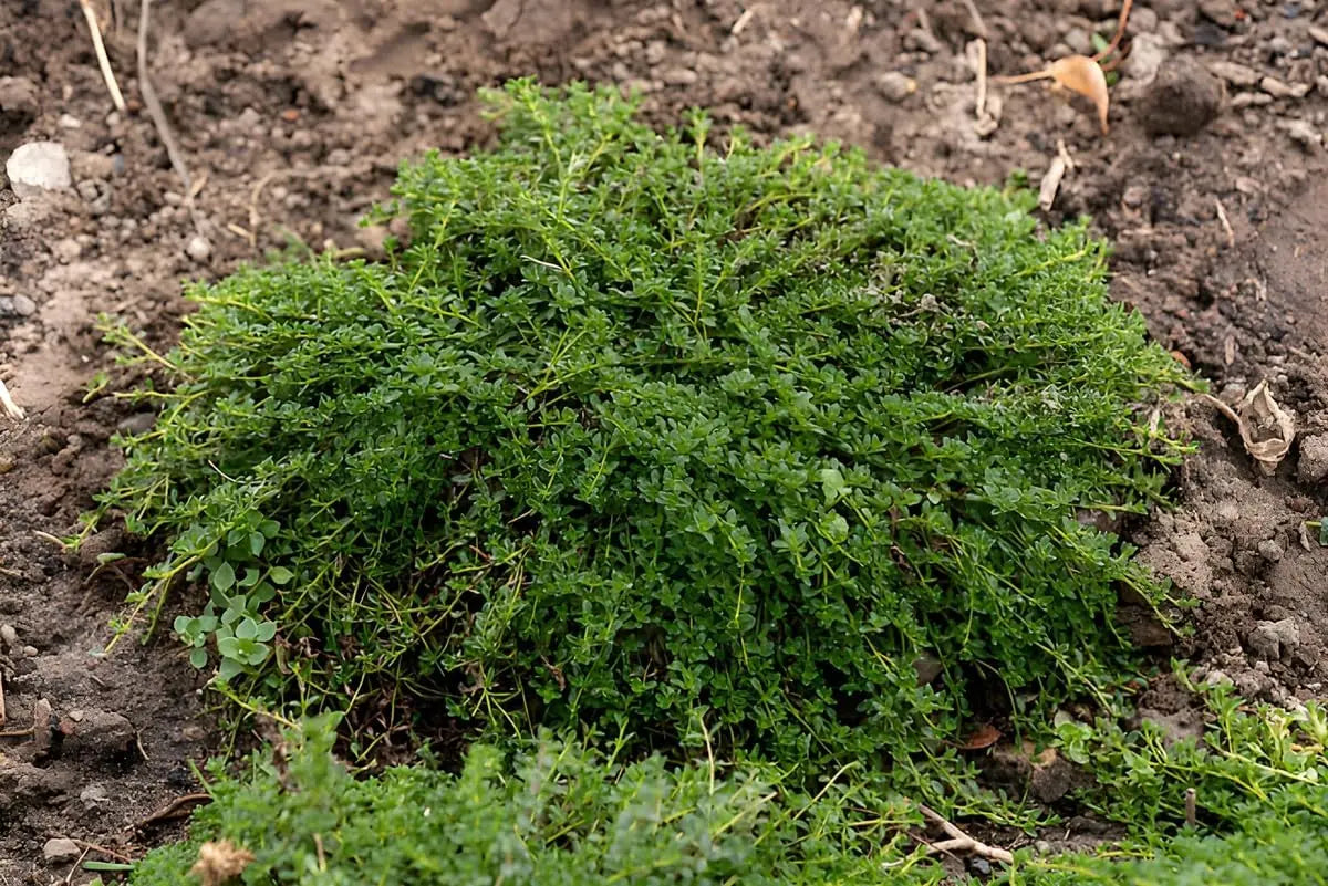 Weiße Blüten und grüne Polster bei Thymus praecox 'Albiflorus' Staude von Stauden Gänge, ideal für Steingärten.