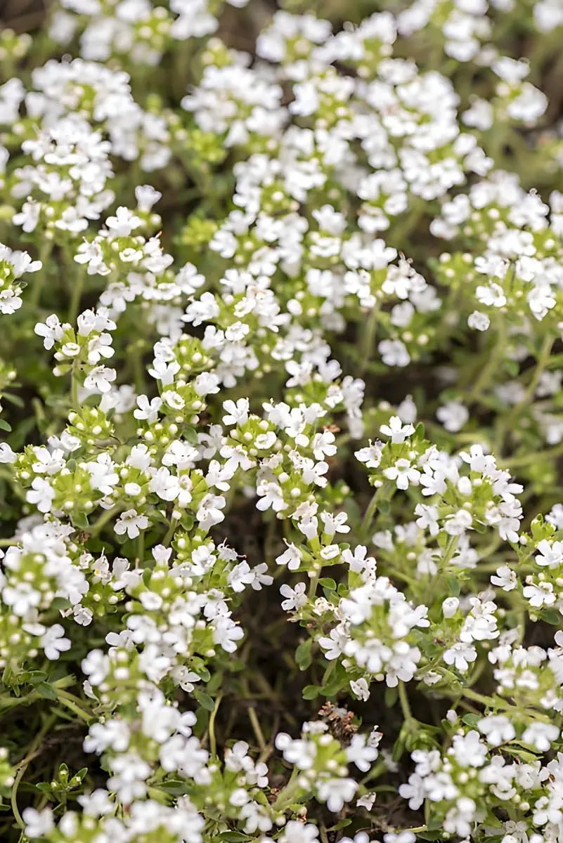Weiße Staude Thymus praecox 'Albiflorus' von Stauden Gänge, Polsterthymian mit weißen Blüten, wächst niedrig und buschig.