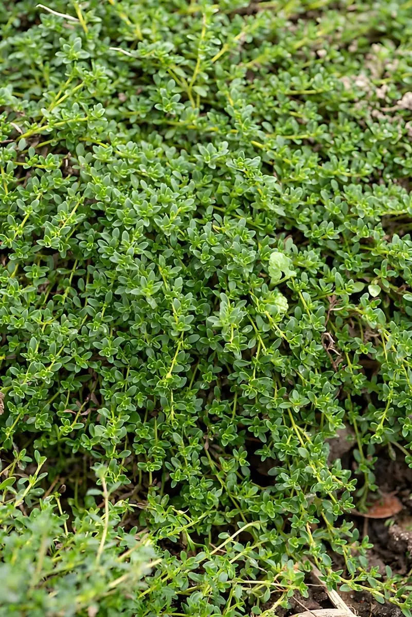 Weiße Staude Thymus praecox 'Albiflorus' – Polsterthymian, wächst dicht und kompakt, mit kleinen grünen Blättern und weißen Blüten