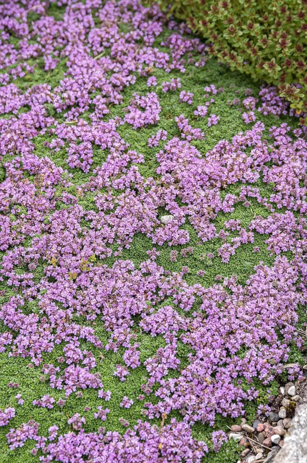 Kleiner Polsterthymian (Thymus praecox 'Minor'), Staude von Stauden Gänge, dicht wachsend mit kleinen, grünen Blättern.