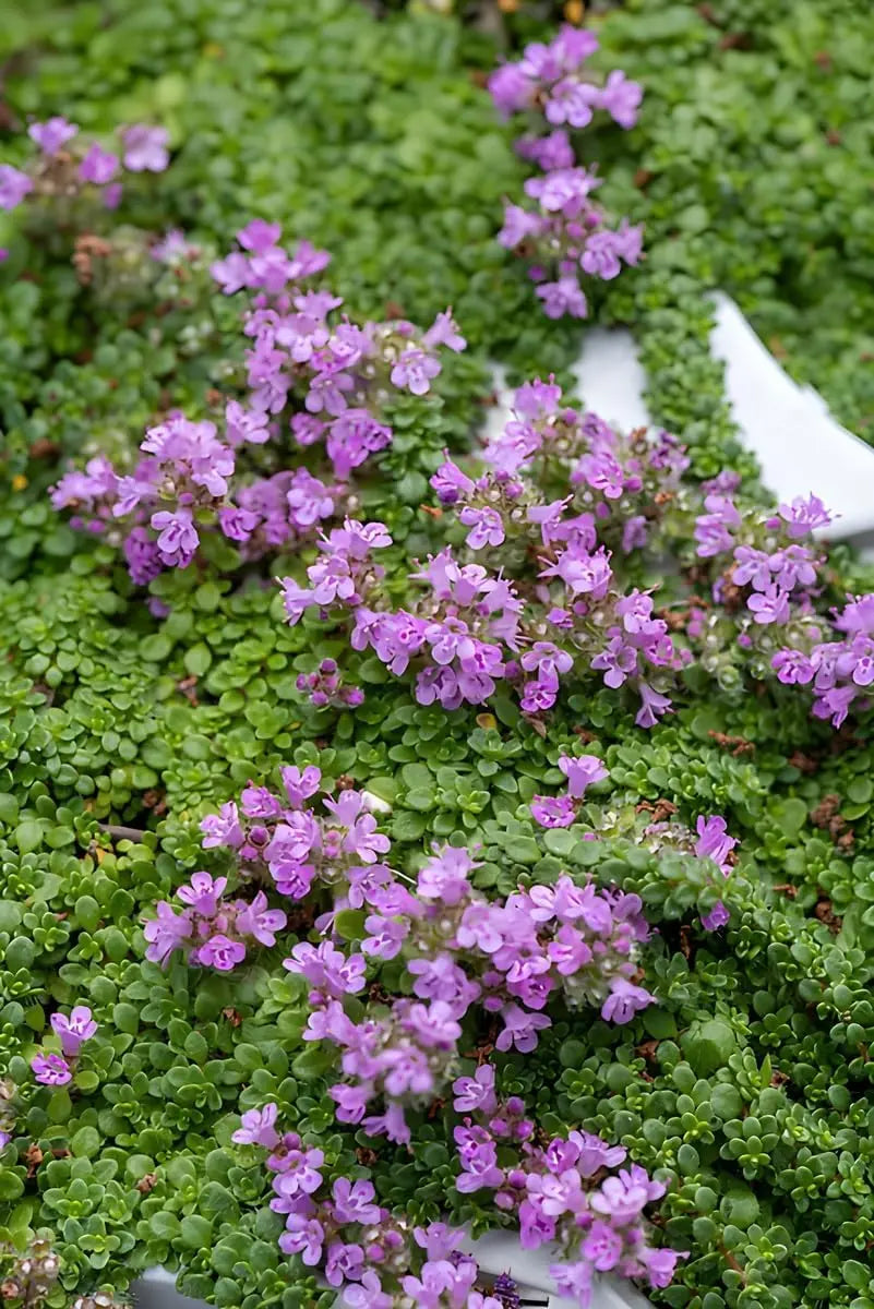 Kleiner Polsterthymian (Thymus praecox 'Minor') als Staude, dicht wachsend, mit kleinen grünen Blättern und zarten lila Blüten.