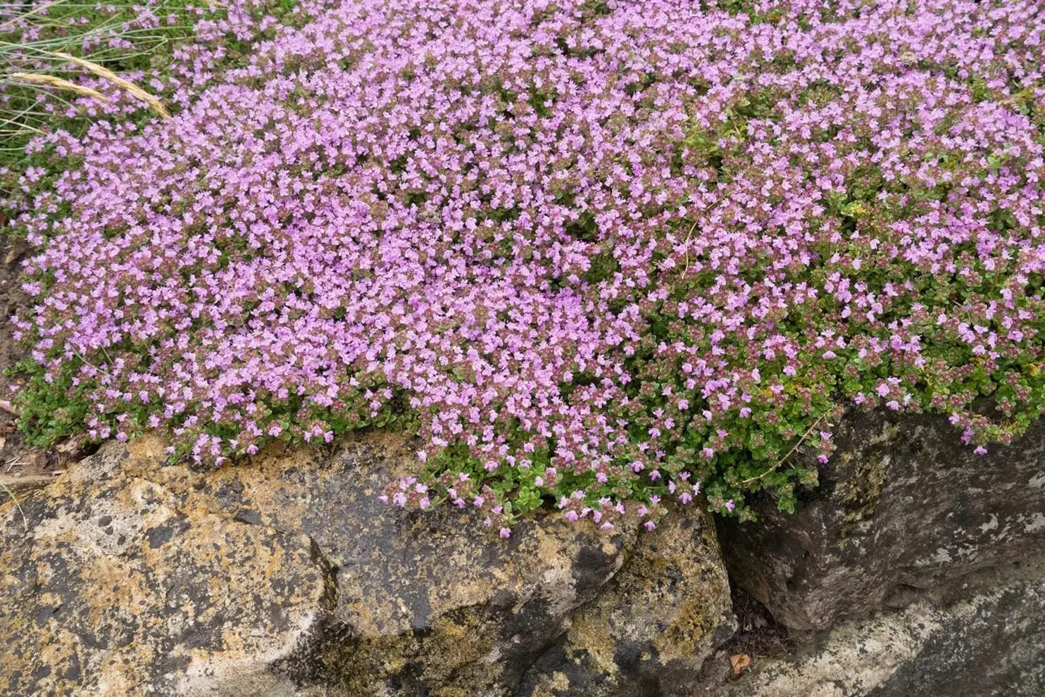 Wolliger Thymian (Thymus praecox 'Pseudolanuginosus') als Staude mit behaarten Blättern, wächst niedrig, grün und aromatisch.