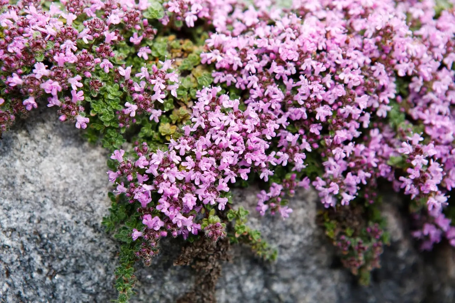 Wolliger Thymian (Thymus praecox 'Pseudolanuginosus') als Staude, grüne Blätter mit filziger Oberfläche, in Gartenumgebung.