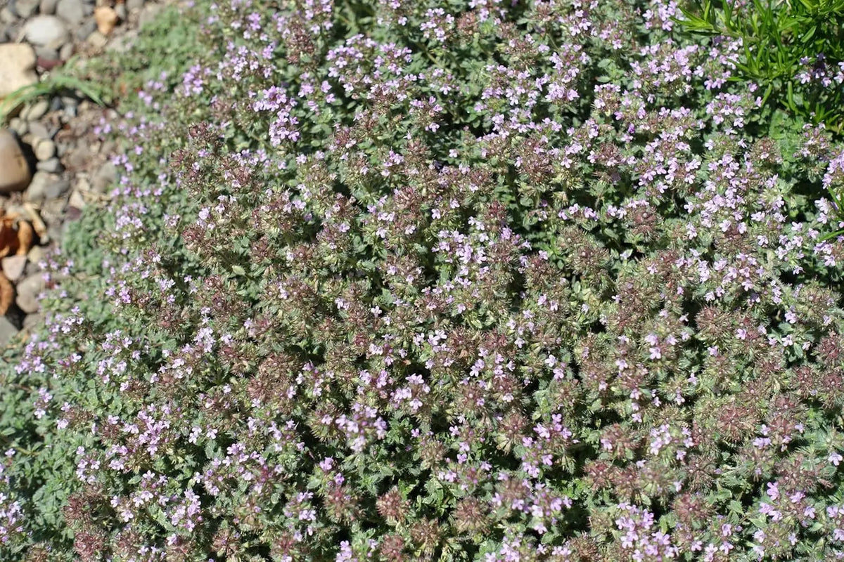 Wolliger Thymian (Thymus praecox 'Pseudolanuginosus') als Staude mit silbrig behaarten Blättern, Pflanze von Stauden Gänge.