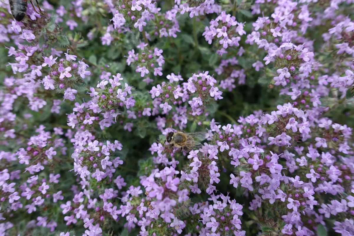 Wolliger Thymian (Thymus praecox 'Pseudolanuginosus') als Staudenpflanze, grüne Blätter mit feiner behaarter Oberfläche, in Gartengefäß.