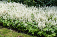 Blick auf die Tiarella cordifolia, eine natürliche Staude mit zarten Blättern und Blüten, von Stauden Gänge.