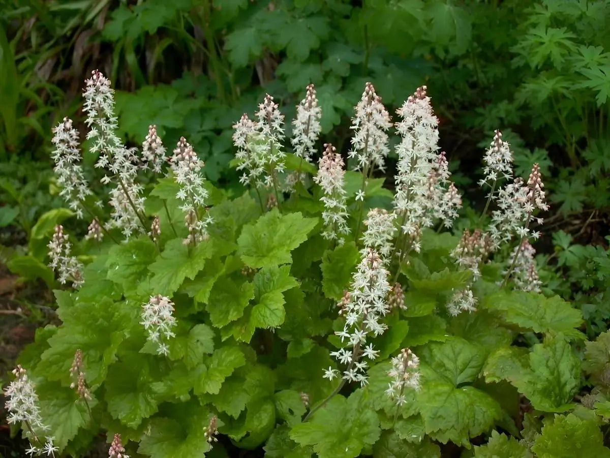 Bodenbedeckende Tiarella cordifolia, Schaumblüte Staude von Stauden Gänge mit grünen Blättern und weißen Blüten.
